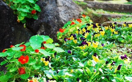 Flower gardenの写真素材