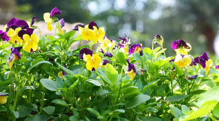 Yellow  flowerの写真素材