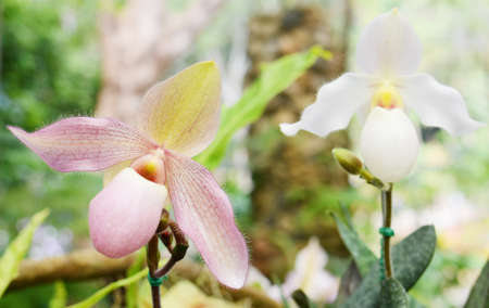 Orchid flowerの写真素材