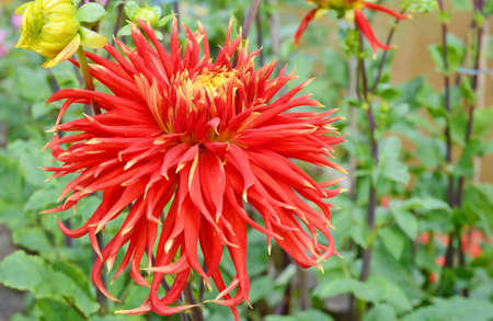 Red  flowerの写真素材