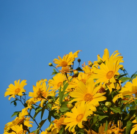 Mexican sunflowerの写真素材