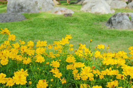 Flower gardenの写真素材