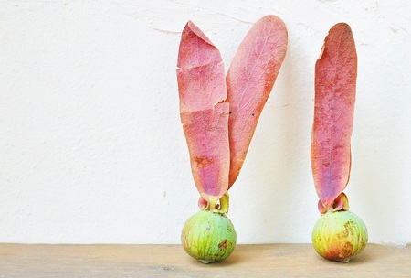 Dipterocarpus obtusifoliusの写真素材