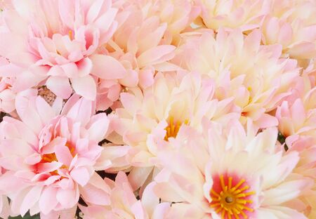Flower backgroundの写真素材