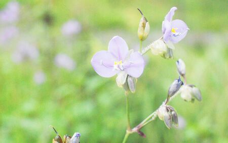 white flowerの写真素材