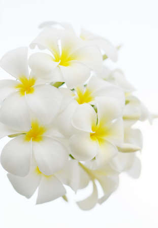 Plumier flowerの写真素材