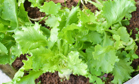 Salad vegetable