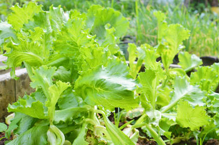 Salad vegetable