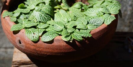 Plant gardenの写真素材