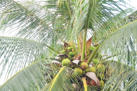 Coconut tree