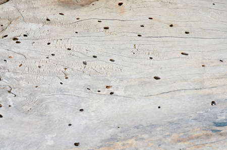 Wood background