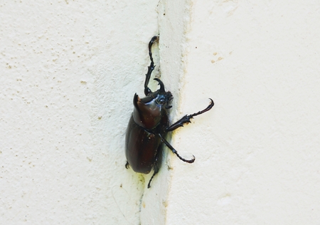 Allomyrina dichotoma