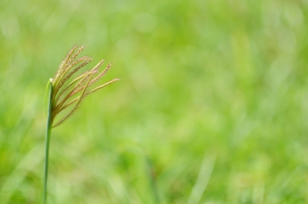 Green grass backgroundの写真素材