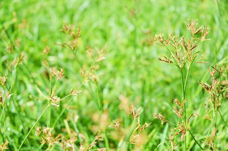 Green grass backgroundの写真素材