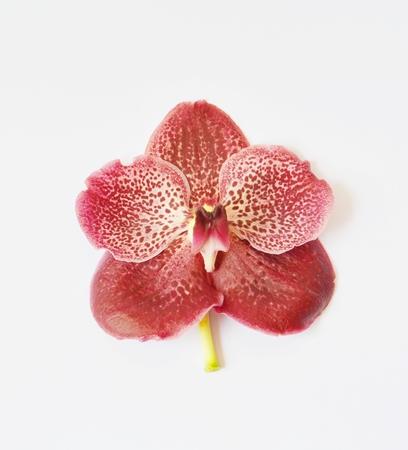 Violate orchidの写真素材