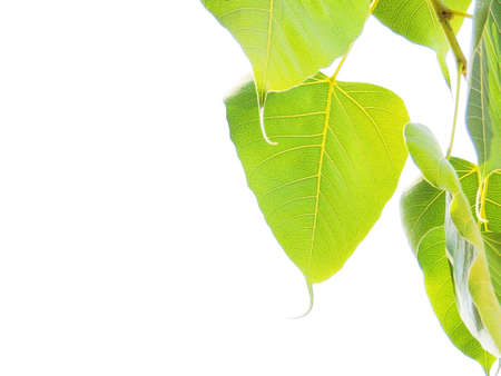 Green leaf backgroundの写真素材