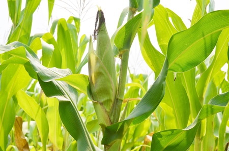Corn farm