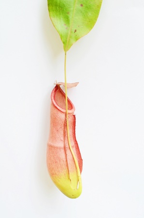 Nepenthesの写真素材