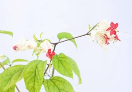 Red flowerの写真素材