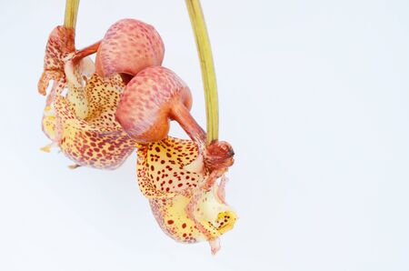 Coryanthesmacrantha Orchidの写真素材