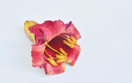 Red flower