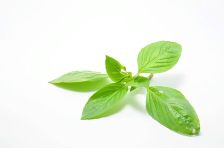 Basil leafの写真素材