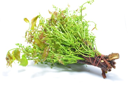 Azadirachta indicaの写真素材