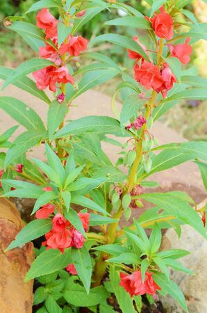 Balsam flowerの写真素材