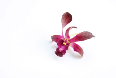 Orchid flowerの写真素材