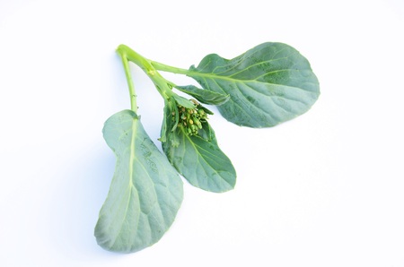 CHINESE KALE