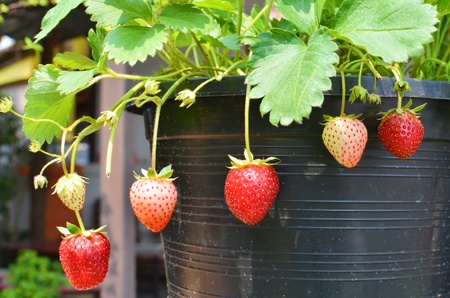 Strawberry plantの写真素材