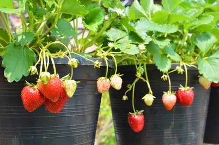 Strawberry plantの写真素材
