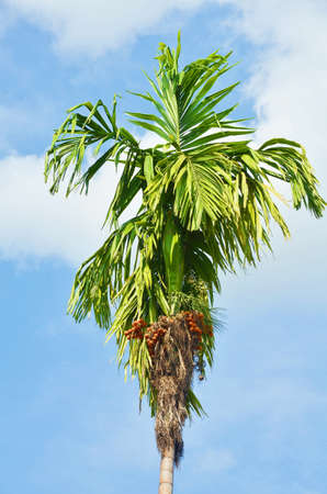 Plam treeの写真素材