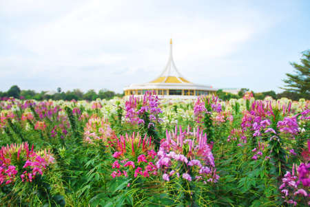 Flower garden