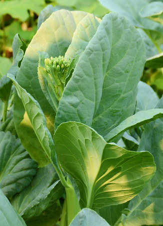 CHINESE KALE