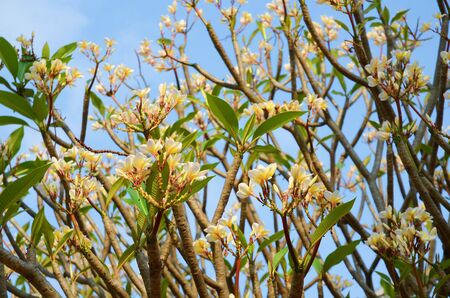 Plumeriaの写真素材