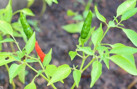 Chilli plant