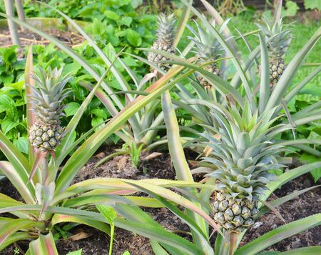 Green Plant gardenの写真素材