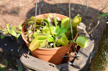 Venus Flytrapの写真素材
