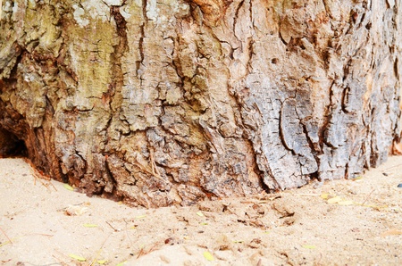 Bark backgroundの写真素材