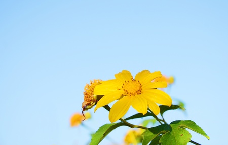 Mexican sunflower