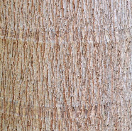 Bark backgroundの写真素材