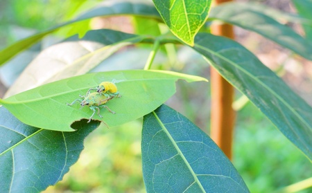 Hypomeces squamosusの写真素材