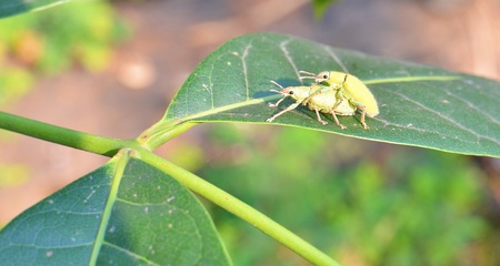 Hypomeces squamosusの写真素材