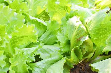 Crisphead lettuce, Iceberg lettuceの写真素材