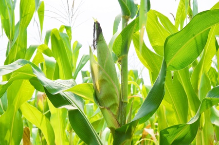 Corn plant in farm