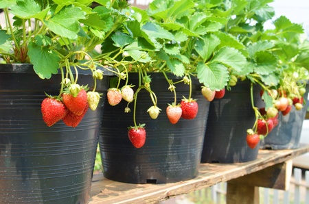 Strawberry plantの写真素材