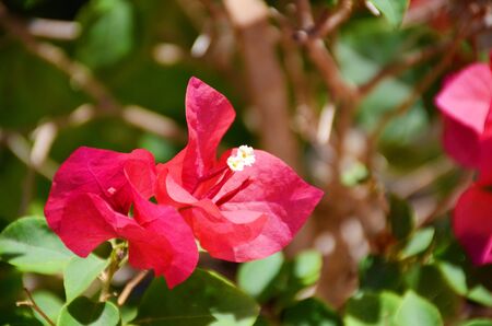 Bougavilleの写真素材