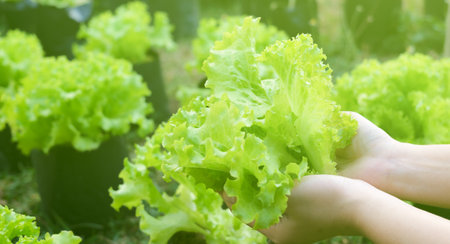 Healthy eating concept, Organic agricultural concept, Farmers hands hold organic green salad vegetables in the plot. growing vegetables to eat at home, non-toxic food, food sustainability,の写真素材