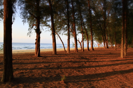 Row of Pie Tree confronted the beach of Hatwanakorn National Park. This motion captured early dawn  in May 3,2016, Prachaup Kirikhan province, Thailand.のeditorial素材